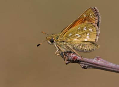 Silver-spotted Skipper / Kommavlinder