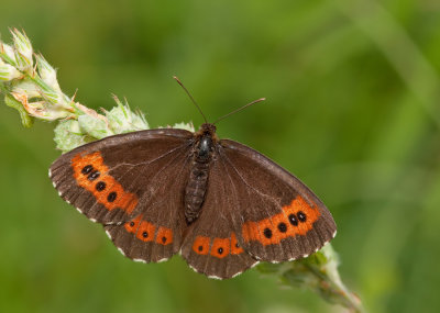 Large ringlet / Grote erebia