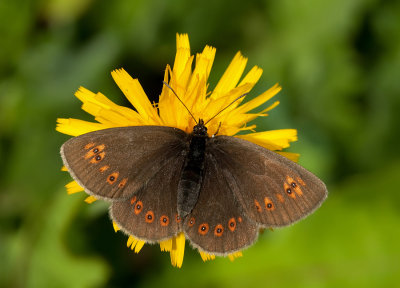 Almond Eyed Ringlet / Amandeloogerebia (Forma tyrsus)