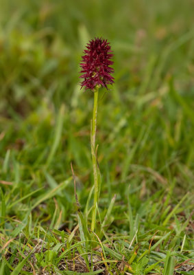 Black Vanilla Orchid / Zwarte vanilleorchis /