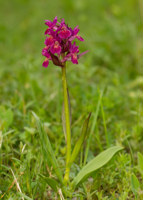 Elder-flowered Orchid / Vlierorchis