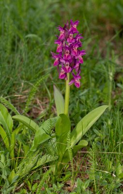 Elder-flowered Orchid / Vlierorchis