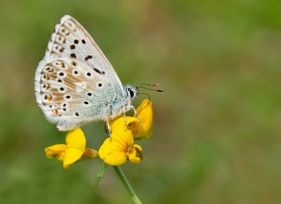 Chalk-hill Blue / Bleek blauwtje