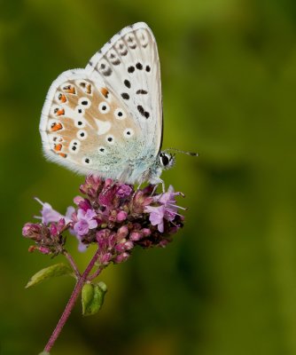Chalk-hill Blue / Bleek blauwtje