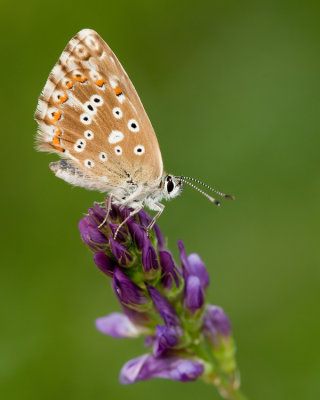 Chalk-hill Blue / Bleek blauwtje