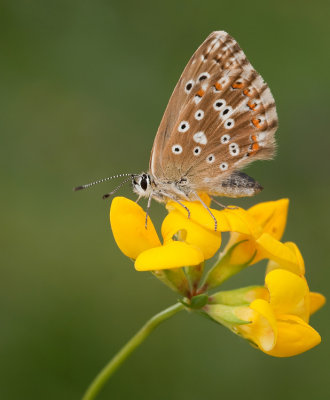 Chalk-hill Blue / Bleek blauwtje