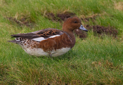 Widgeon / Smient