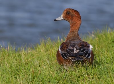 Widgeon / Smient