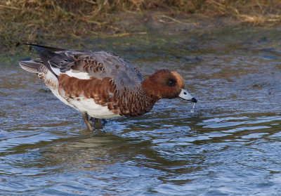 Widgeon / Smient