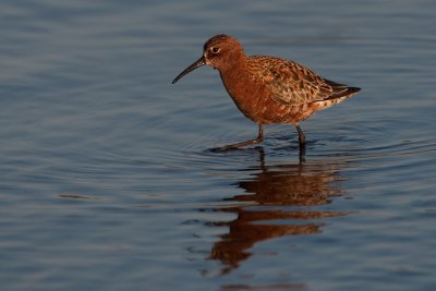 Curlew sandpiper / Krombekstrandloper