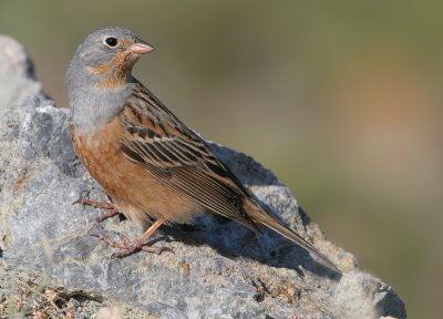 Cretzschmar's Bunting / Bruinkeelortolaan