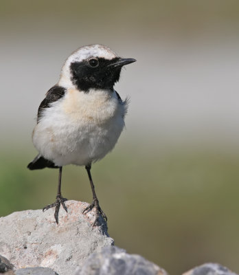 Black-eared Wheatear / Oostelijke blonde tapuit