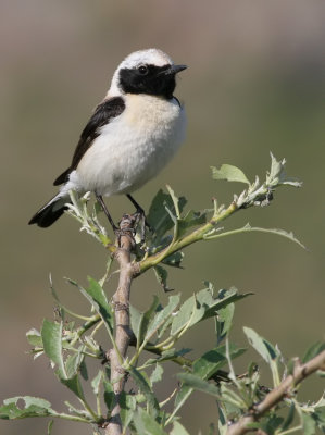 Black-eared Wheatear / Oostelijke blonde tapuit