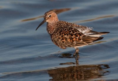 Curlew sandpiper / Krombekstrandloper