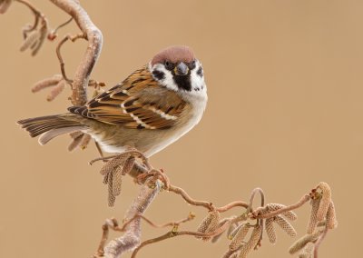 Treesparrow / Ringmus