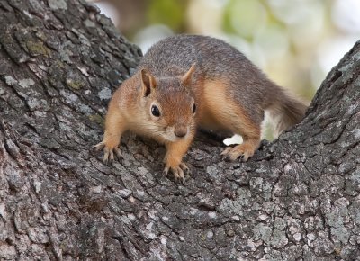 Perzian Squirrel / Perzische eekhoorn