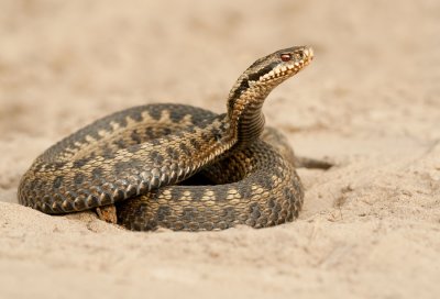 Common adder / Adder