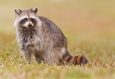Raccoon / Wasbeer