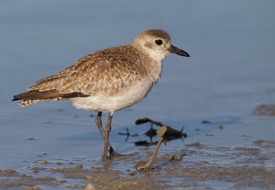 Grey plover / Zilverplevier