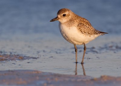 Grey plover / Zilverplevier
