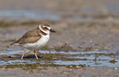 Wilson's plover / Dikbekplevier