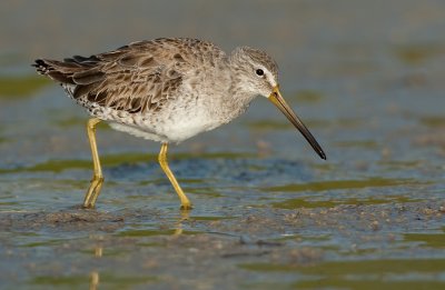 Short-billed dowitcher / Kleine grijze snip