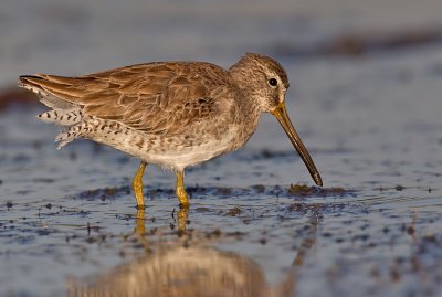 Short-billed dowitcher / Kleine grijze snip