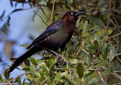 Common Grackle / Glanstroepiaal