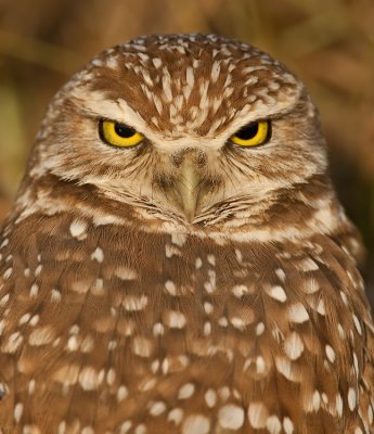 Burrowing owl / Holenuil