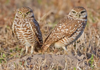 Burrowing owl / Holenuil