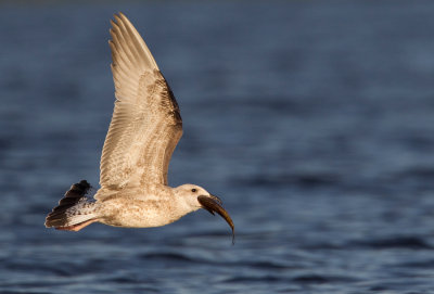 Lesser Black-backed Gull / Kleine mantelmeeuw 