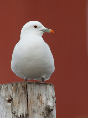 Ivory gull / Ivoormeeuw 