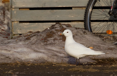 Ivory gull / Ivoormeeuw 