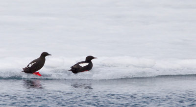 Black guillemot / Zwarte zeekoet 