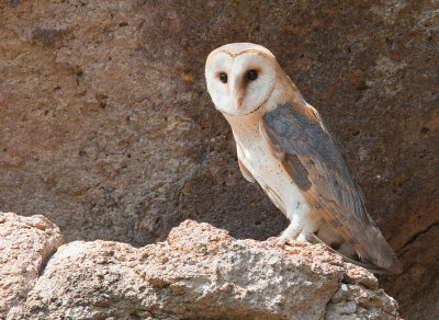 Barn Owl / Kerkuil