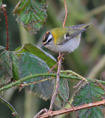 Firecrest / Vuurgoudhaan 