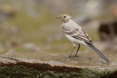 White wagtail / Witte kwikstaart