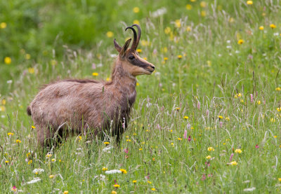 Chamois / Gems 