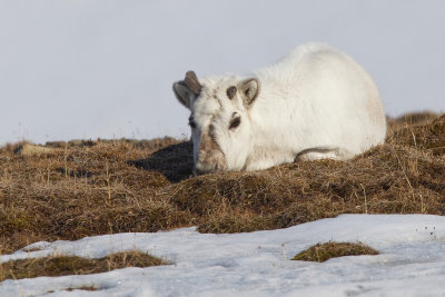 Svalbard reindeer / Spitsbergen rendier