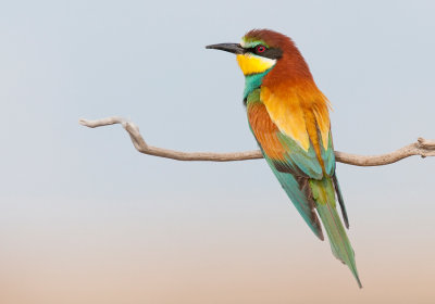 European Bee-eater / Bijeneter