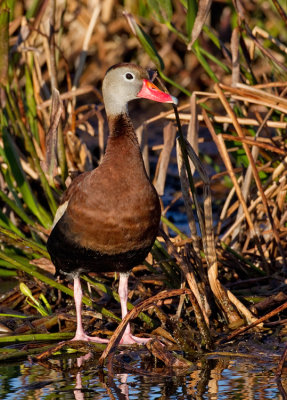 Black-bellied whistling duck / Zwartbuikfluiteend