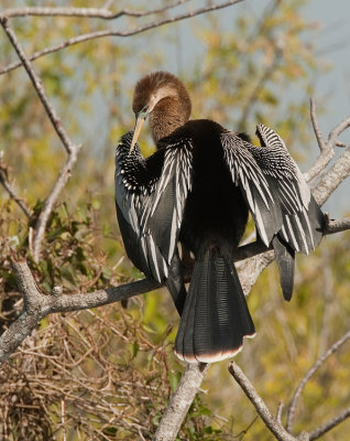 Anhinga / Amerikaanse Slangenhalsvogel 