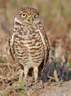 Burrowing owl / Holenuil