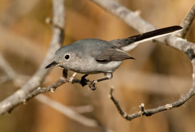 Blue-gray Gnatcatcher / Blauwgrijze muggenvanger