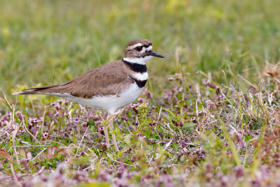 Killdeer / Killdeerplevier