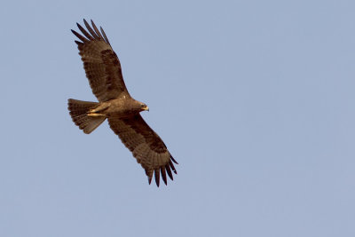 Tawny eagle / Savannearend