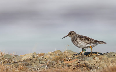 Purple Sandpiper / Paarse Strandloper
