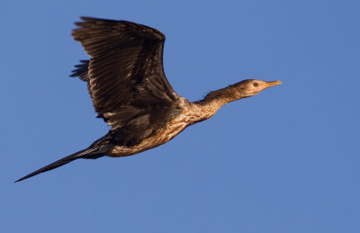 Long-tailed cormorant / Afrikaanse dwergaalscholver 