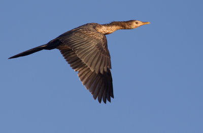 Long-tailed cormorant / Afrikaanse dwergaalscholver 