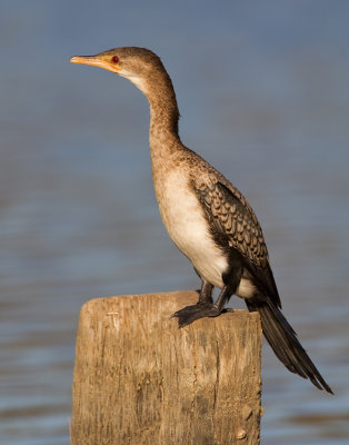 Long-tailed cormorant / Afrikaanse dwergaalscholver 